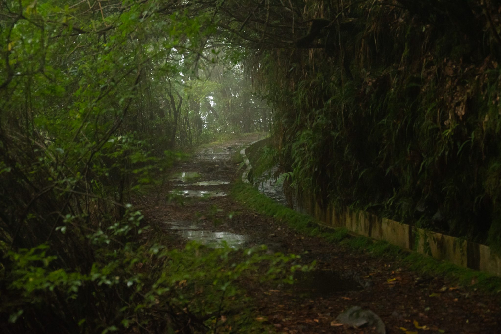 Wanderung von Ribeiro Frio nach Portela entlang der Levada do Furado  auf Madeira durch wunderschönen Lorbeerwald mit traumhaften Aussichten, selbst bei regnerischem Wetter lohnenswert, mystische Atmosphäre