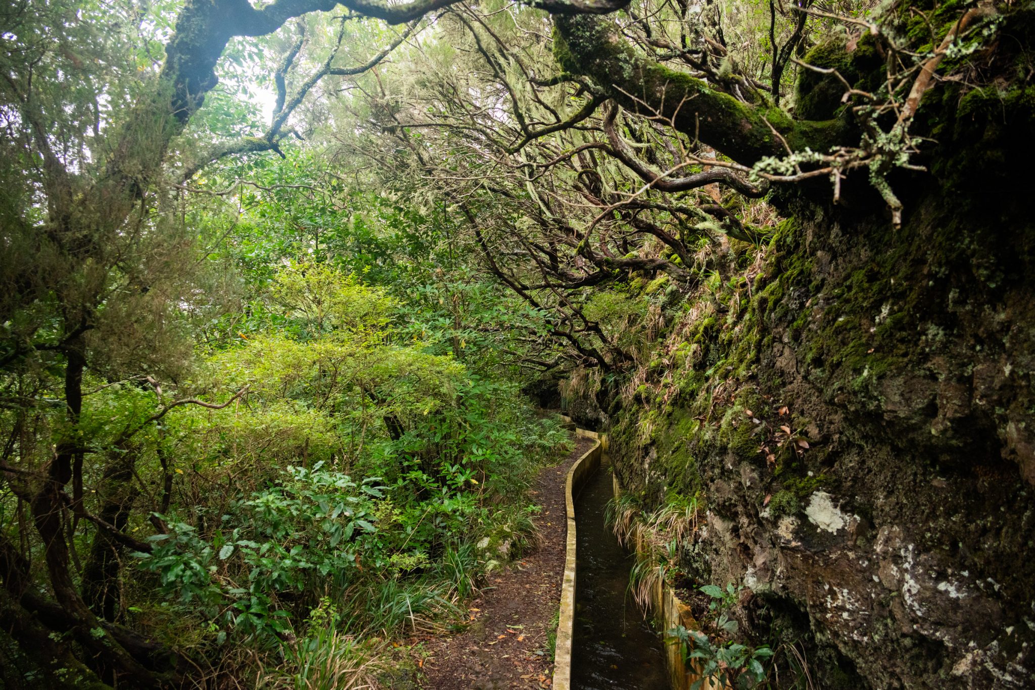 Wanderung von Ribeiro Frio nach Portela entlang der Levada do Furado  auf Madeira durch wunderschönen Lorbeerwald mit traumhaften Aussichten, selbst bei regnerischem Wetter lohnenswert, mystische Atmosphäre
