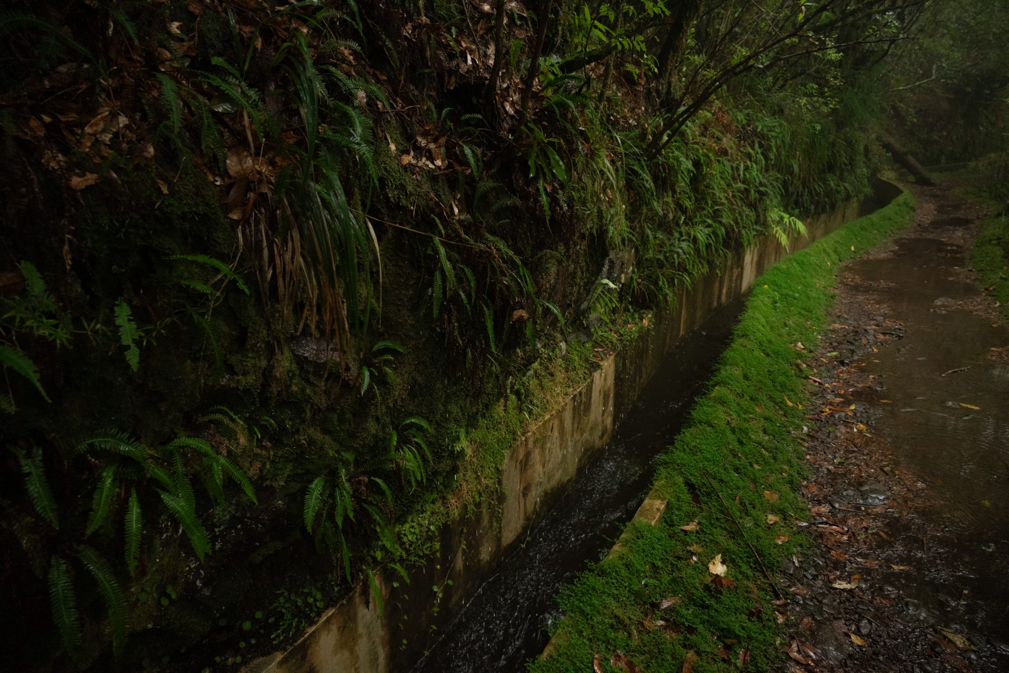 Wanderung von Ribeiro Frio nach Portela entlang der Levada do Furado  auf Madeira durch wunderschönen Lorbeerwald mit traumhaften Aussichten, selbst bei regnerischem Wetter lohnenswert, mystische Atmosphäre