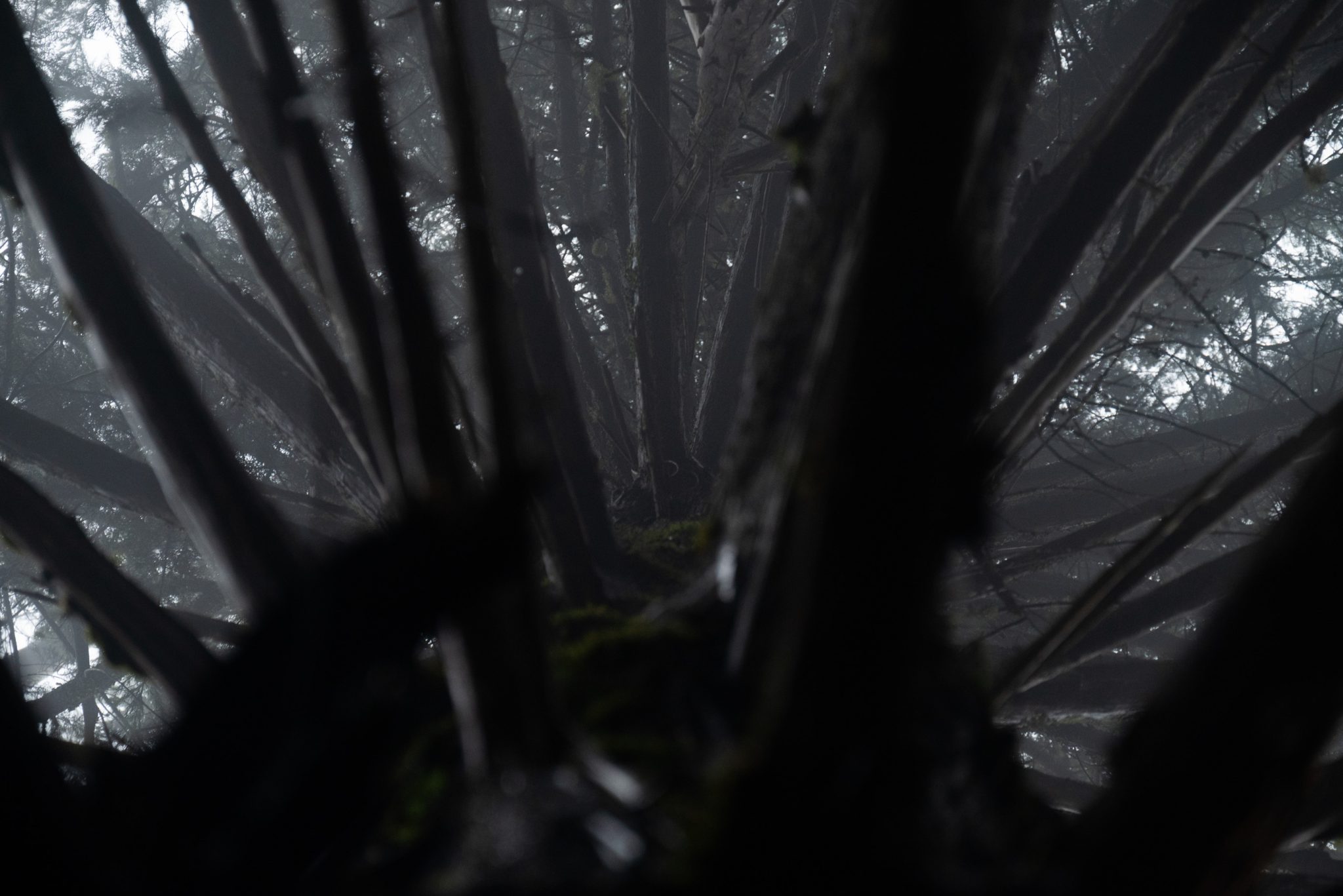 Wanderung von Ribeiro Frio nach Portela entlang der Levada do Furado  auf Madeira durch wunderschönen Lorbeerwald mit traumhaften Aussichten, selbst bei regnerischem Wetter lohnenswert, mystische Atmosphäre
