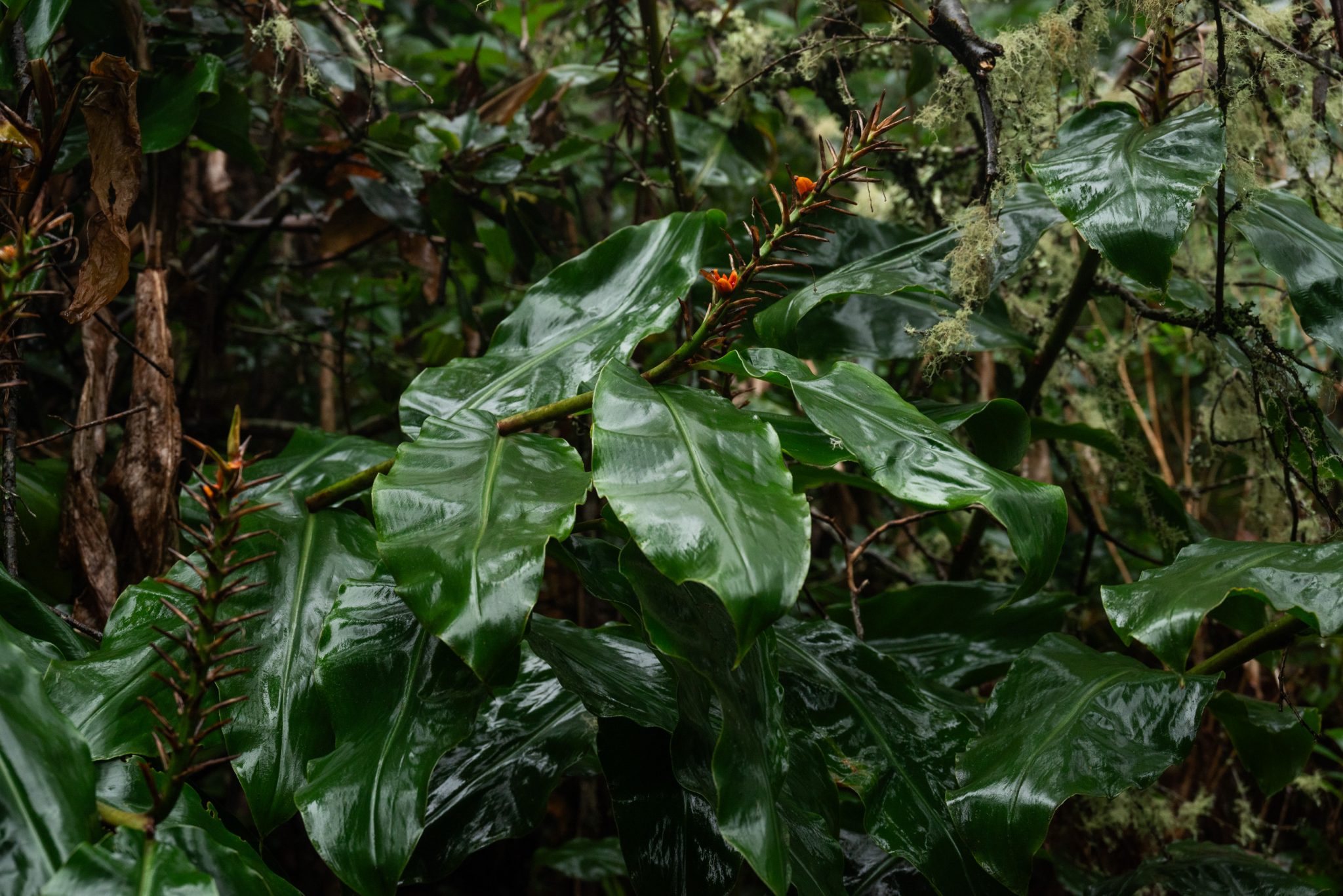 Wanderung von Ribeiro Frio nach Portela entlang der Levada do Furado  auf Madeira durch wunderschönen Lorbeerwald mit traumhaften Aussichten, selbst bei regnerischem Wetter lohnenswert, mystische Atmosphäre