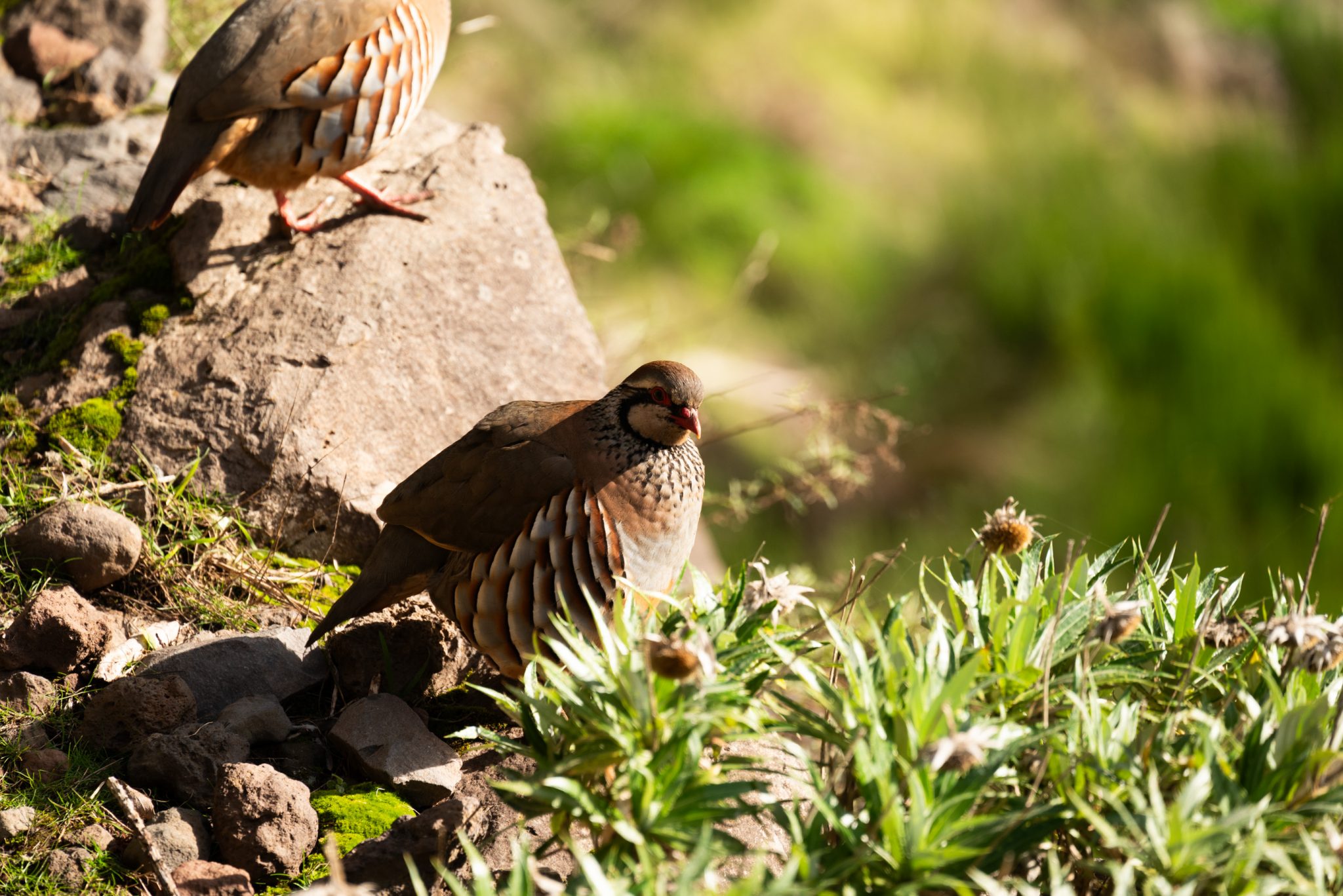 Madeira - Portugal - Wanderung - Hiking Wanderung auf den Pico Ruivo: Die ultimative Bergtour auf Madeira