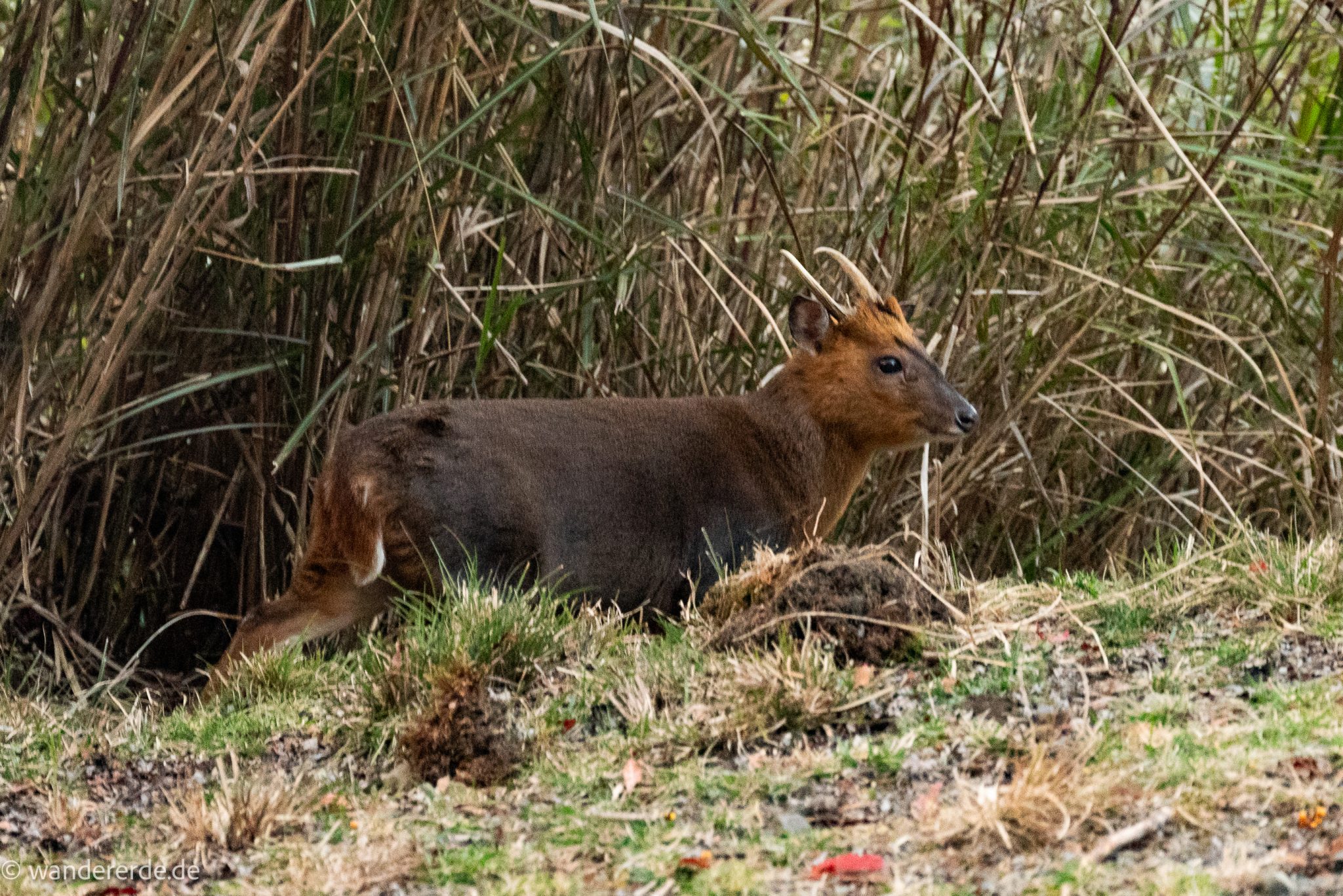 Yushan Front Peak Wandern mit Tier