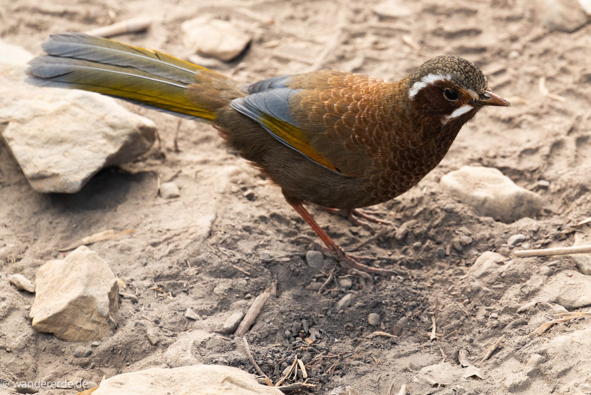 Yushan Front Peak Wandern Vogel am Gipfel